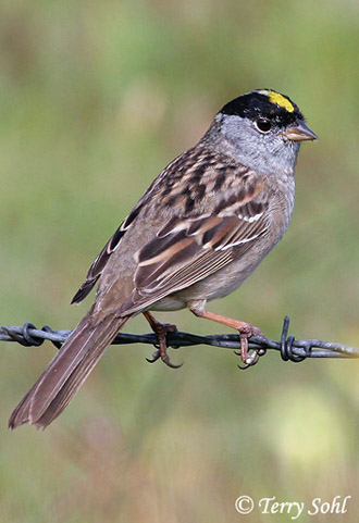 Golden-crowned Sparrow - Zonotrichia atriacpilla