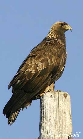 Golden Eagle - Aquila chrysaetos Generally found in the western half of of 