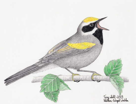 Golden-winged Warbler - Drawing by Terry Sohl
