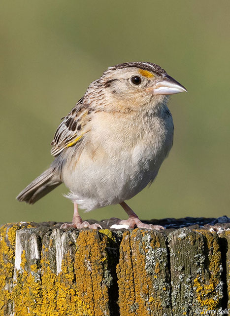 Grasshopper Sparrow - Ammodramus savannarum