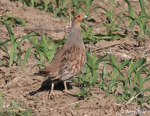 Gray Partridge - Perdix perdix