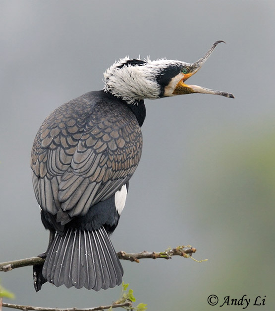 Great Cormorant - Phalacrocorax carbo