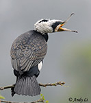 Great Cormorant -  Phalacrocorax carbo