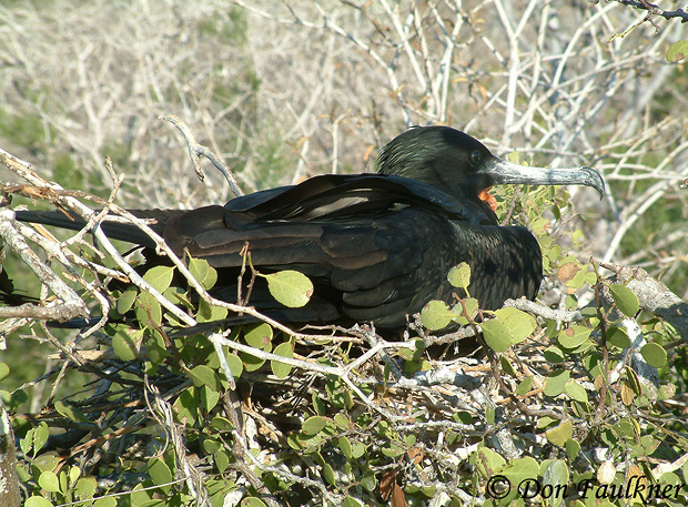 Great Frigatebird - Fregata minor