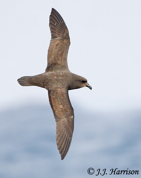 Great-winged Petrel - Pterodroma macroptera