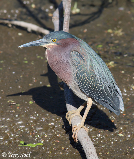 Green Heron - Butorides virescens