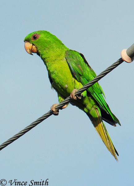 Green Parakeet - Psittacara holochlorus