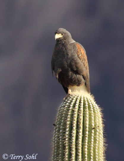 Harris's Hawk - Parabuteo unicinctus