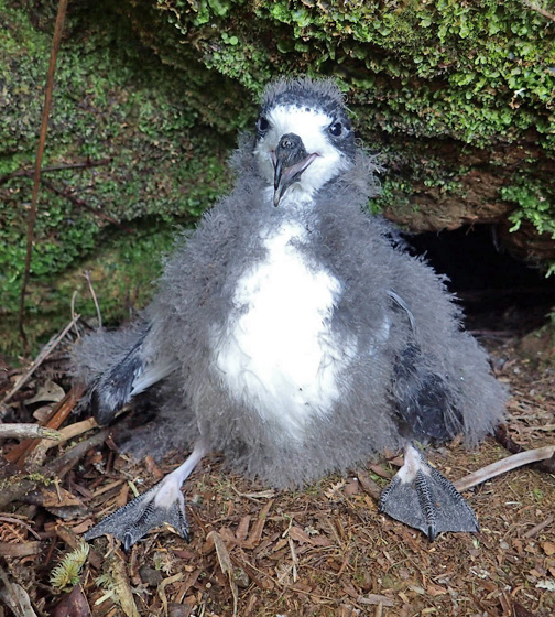 Hawaiian Petrel - Pterodroma sandwichensis 