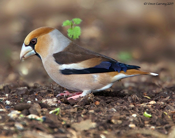 Hawfinch - Coccthraustes coccothraustes