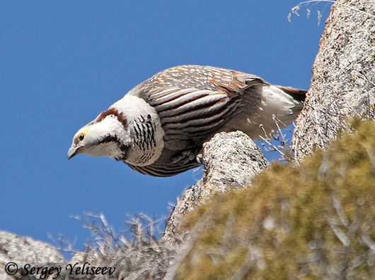 Himalayan Snowcock - Tetraogallus himalayensis