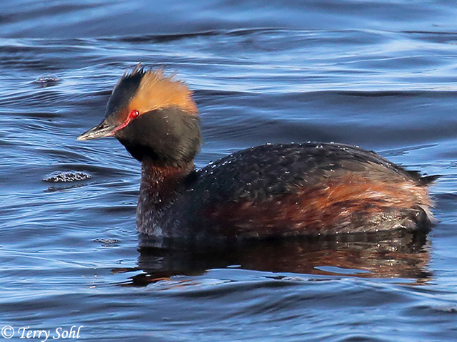 Horned Grebes