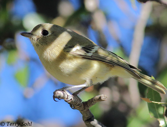 Hutton's Vireo - Vireo huttoni