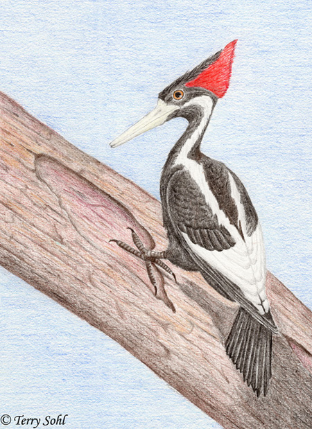 Ivory-billed Woodpecker - Campephilus principalis