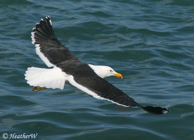 Kelp Gull - Larus dominicanus