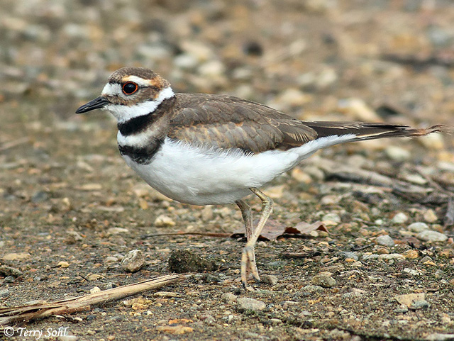 Killdeer - Charadrius vociferus