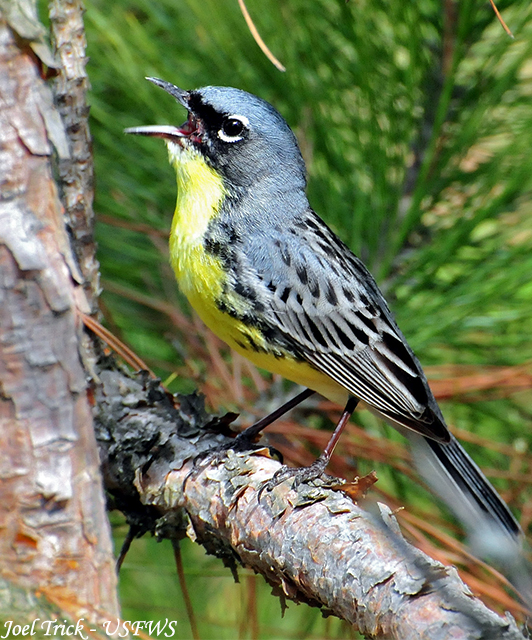 Kirtland's Warbler - Setophaga kirtlandii 