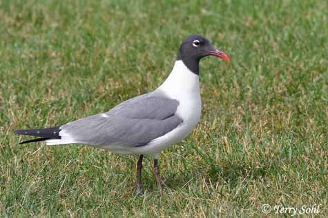 Laughing Gull - Leucophaeus atricilla