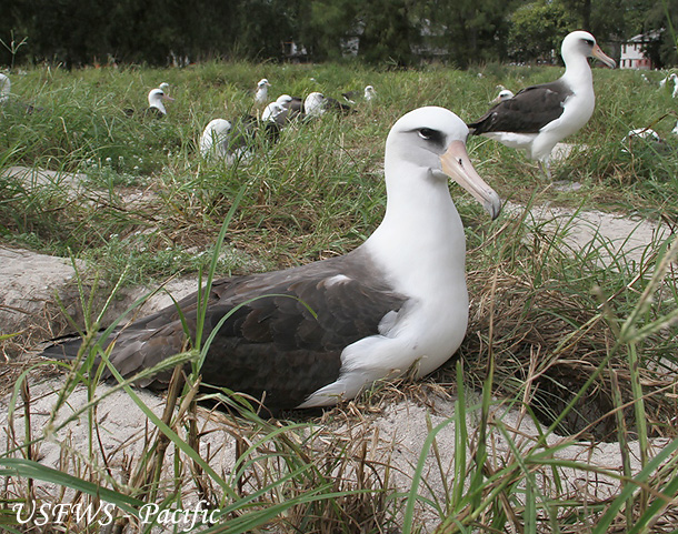 Laysan Albatross - Phoebastria immutabilis