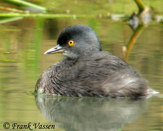 Least Grebe - Tachybaptus dominicus