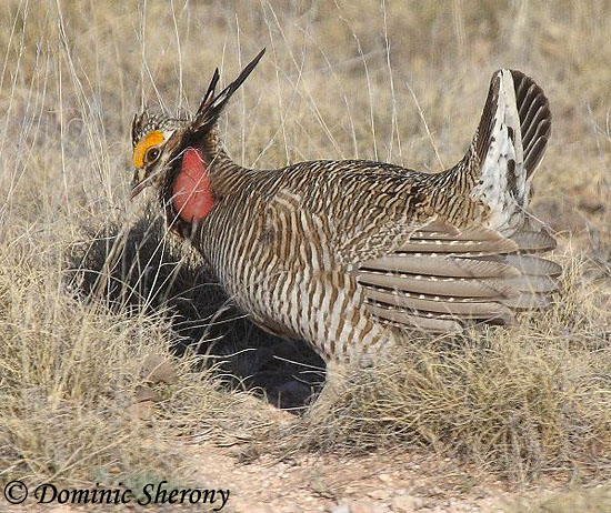 Lesser Prairie-Chicken - Tympanuchus pallidicinctus