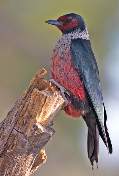 Lewis's Woodpecker - Melanerpes lewis 