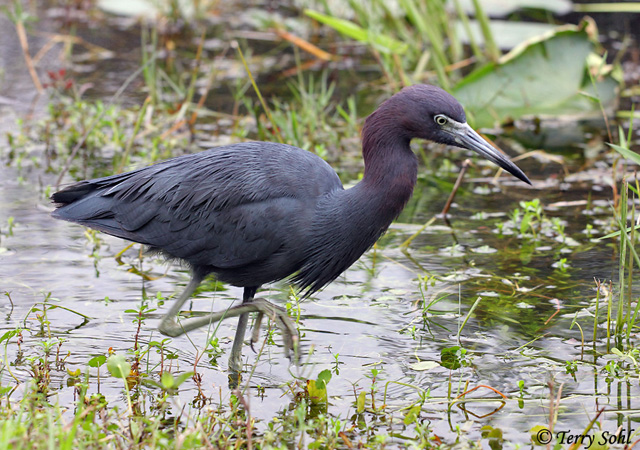 Little Blue Heron - Egretta caerulea