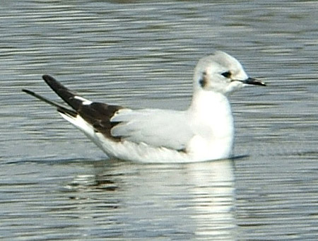 Little Gull - Larus minutus