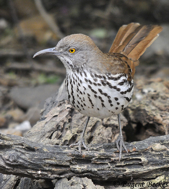 Long-billed Thrasher - Toxostoma longirostre