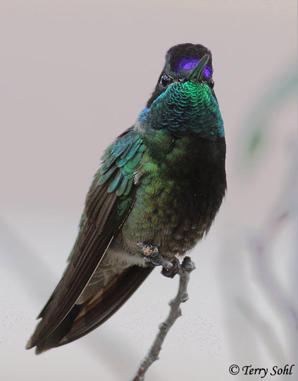 Rivoli's Hummingbird - Eugenes fulgens