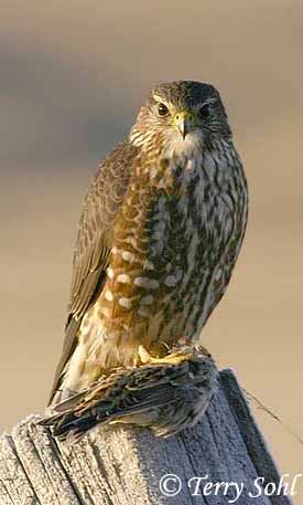 Hawk Bird on Also Known As The Pigeon Hawk The Merlin Is A Small Fast Falcon Which