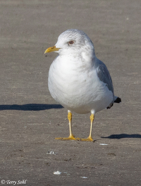 Mew Gull - Larus canus