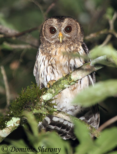 Mottled Owl - Ciccaba virgata
