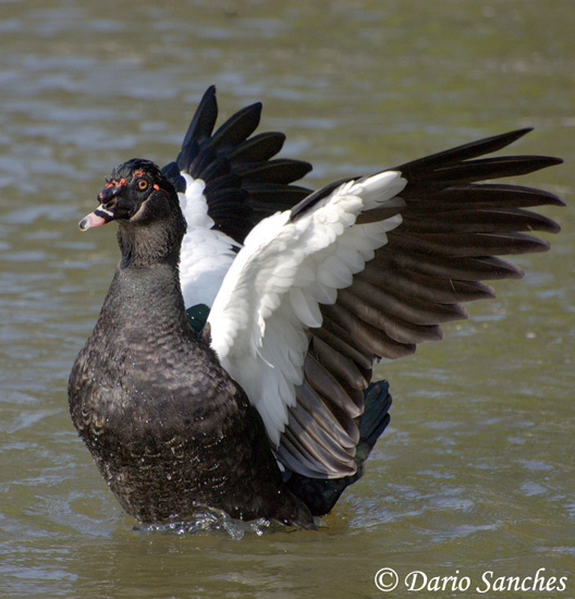 Muscovy Duck - Cairina moschata