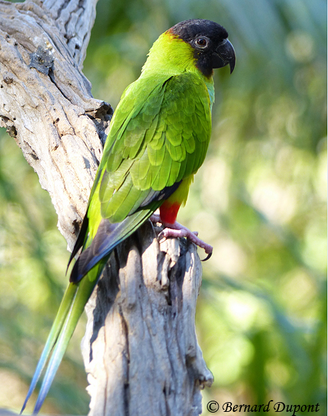 Nanday Parakeet - Aratinga  nenday