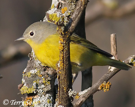 Nashville Warbler - Vermivora ruficapilla