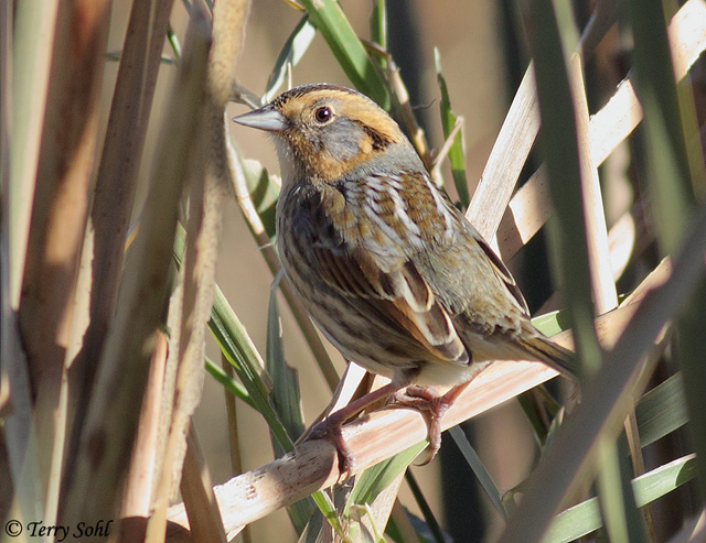 Nelson's Sparrow - Ammospiza nelsoni