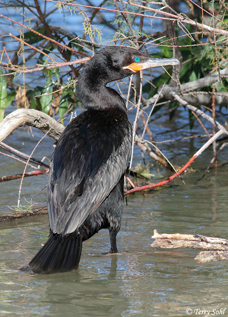 Pelagic Cormorant - Phalacrocorax brasilianus