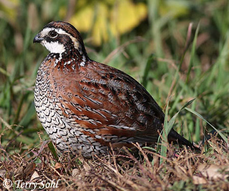 Northern Bobwhite - Colinus virginianus