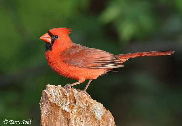 Northern Cardinal - Cardinalis cardinalis