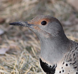 Northern Flicker - Colaptes auratus - Red-shafted female