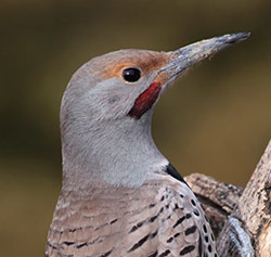 Northern Flicker - Colaptes auratus - Red-shafted male