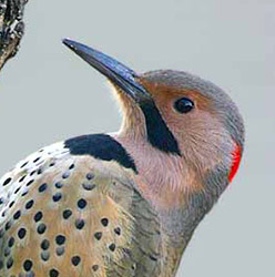 Northern Flicker - Colaptes auratus - Yellow-shafted Male