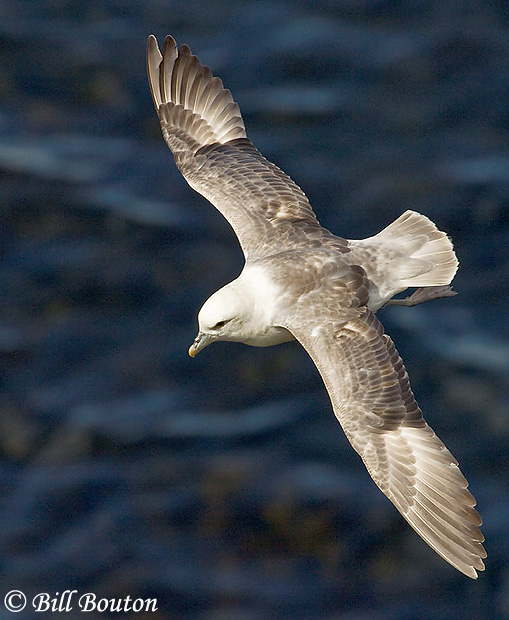 Northern Fulmar - Fulmarus glacialis