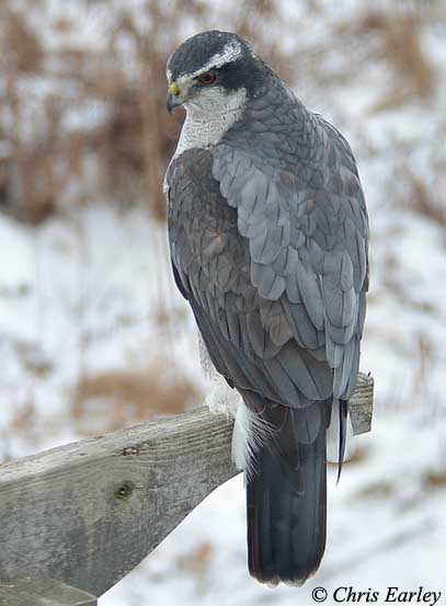 Northern Goshawk - Accipiter gentilis