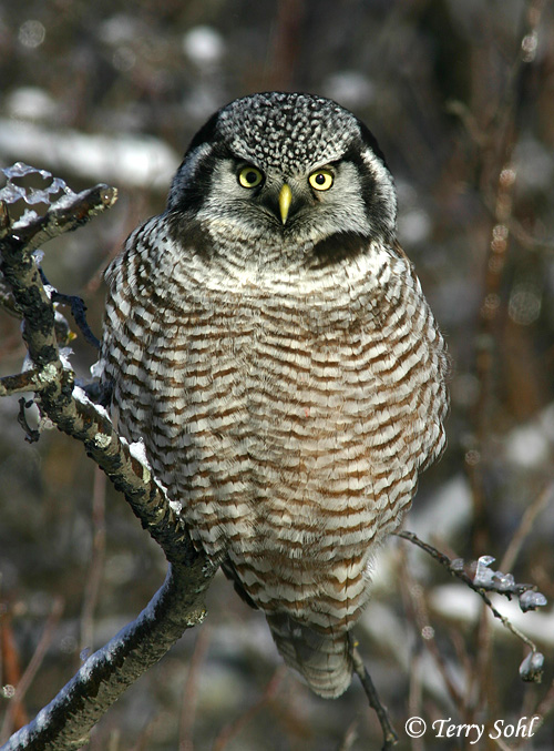 Northern Hawk Owl - Surnia ulula