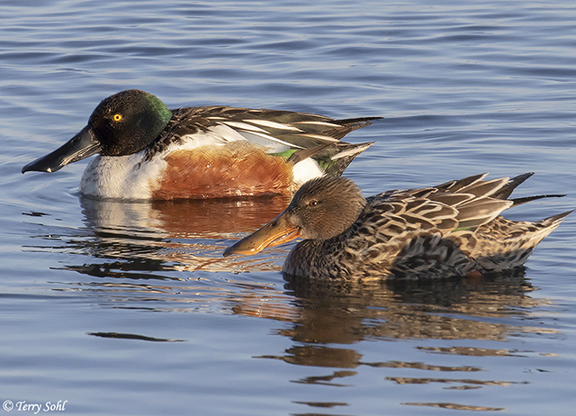 Northern Shoveler - Spatula clypeata