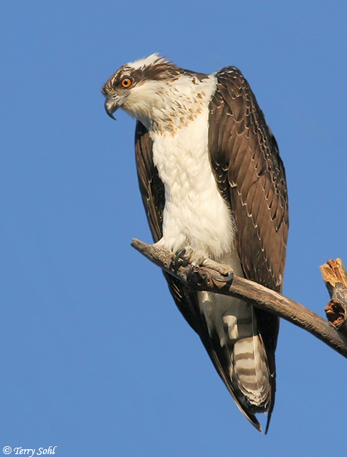 Osprey - Pandion haliaetus