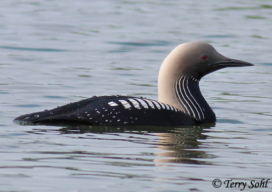 Pacific Loon - Gavia pacifica