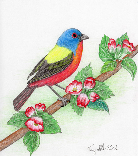 Painted Bunting - Passerina ciris